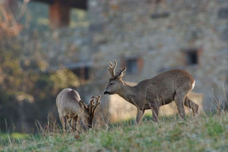 IL CAPRIOLO: l''avvio della fase gerarchica.