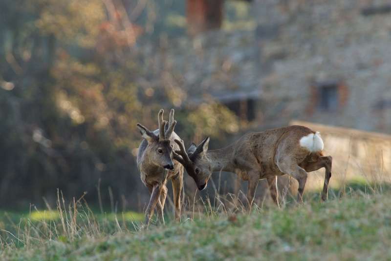 IL CAPRIOLO: l''avvio della fase gerarchica.