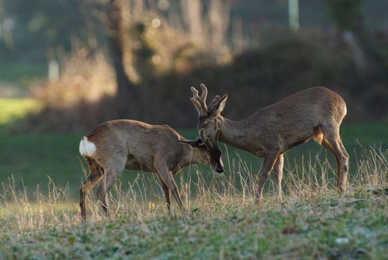 IL CAPRIOLO: l''avvio della fase gerarchica.