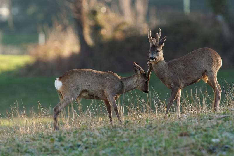 IL CAPRIOLO: l''avvio della fase gerarchica.