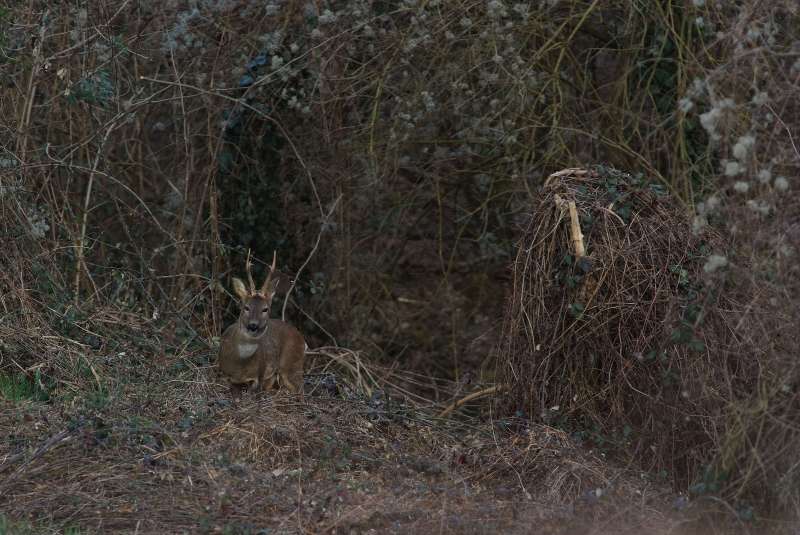 IL CAPRIOLO: l''avvio della fase gerarchica.