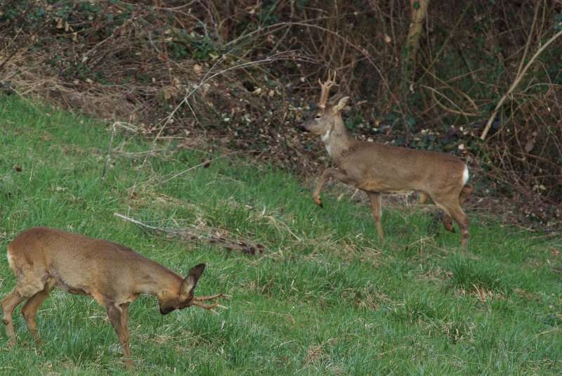 IL CAPRIOLO: l''avvio della fase gerarchica.