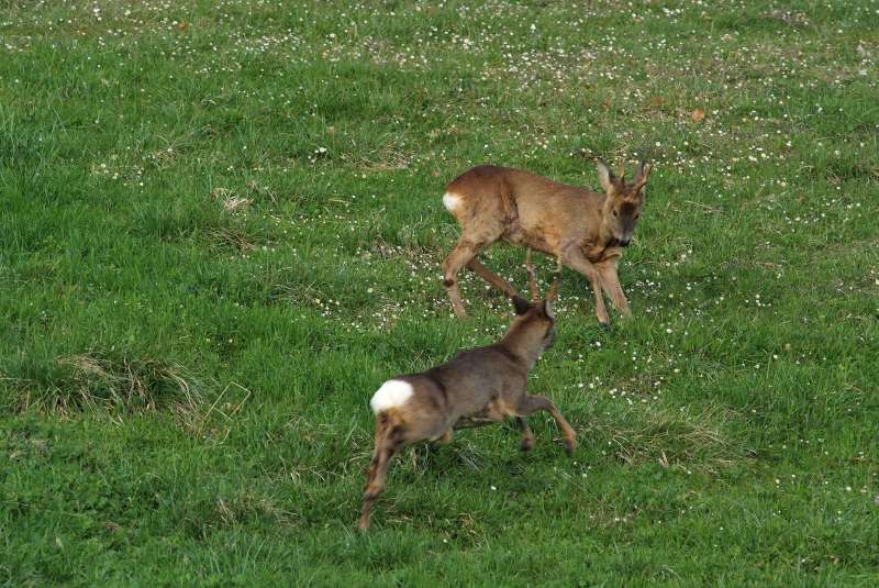 IL CAPRIOLO: l''avvio della fase gerarchica.