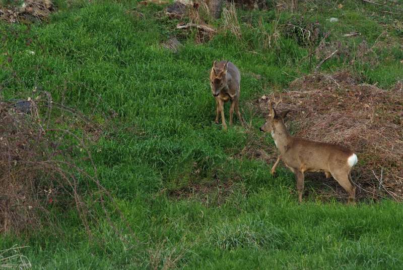 IL CAPRIOLO: l''avvio della fase gerarchica.