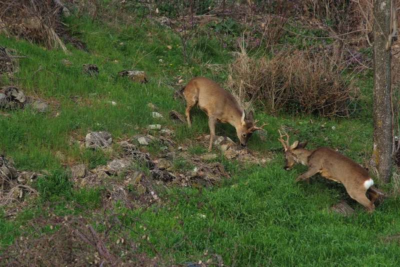 IL CAPRIOLO: l''avvio della fase gerarchica.