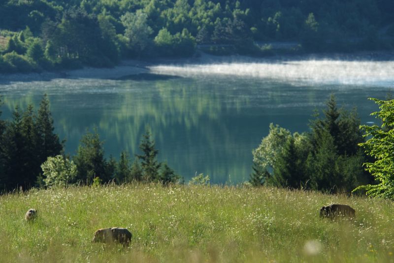 IL CINGHIALE