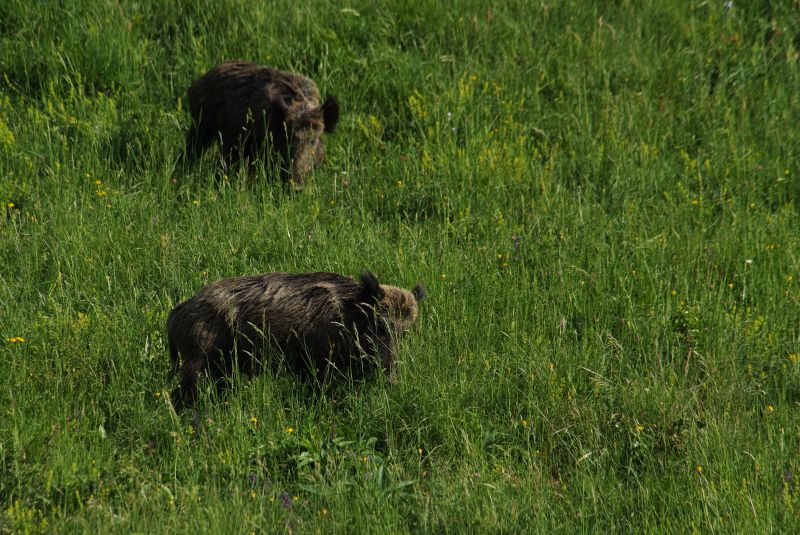 IL CINGHIALE