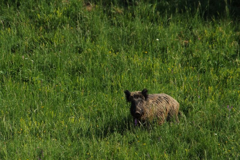 IL CINGHIALE