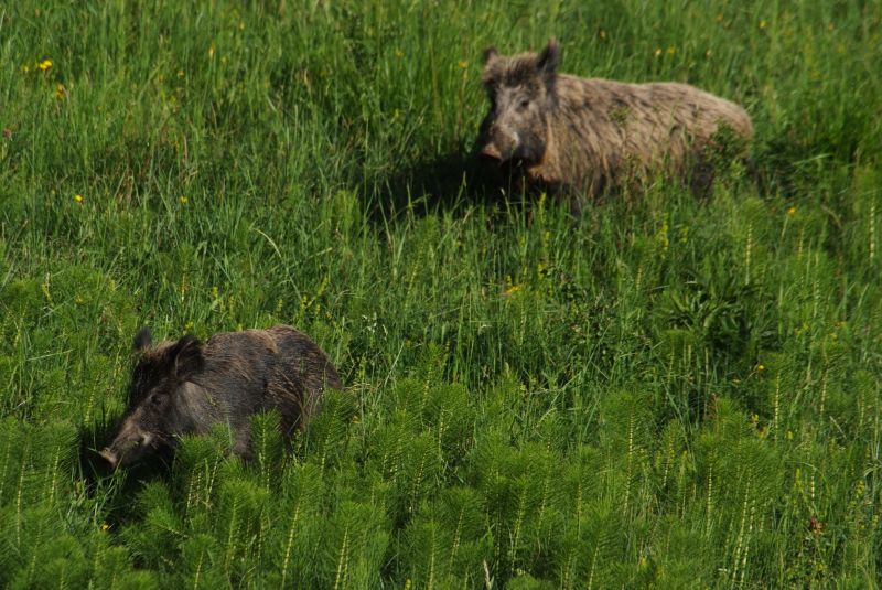 IL CINGHIALE