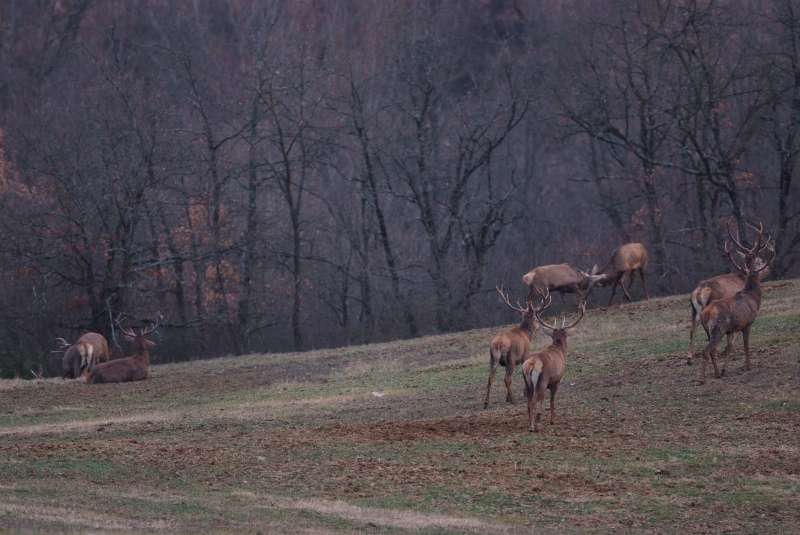 Palestra di giovani