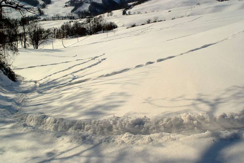 La neve in Abruzzo fa  strage di cervi e caprioli