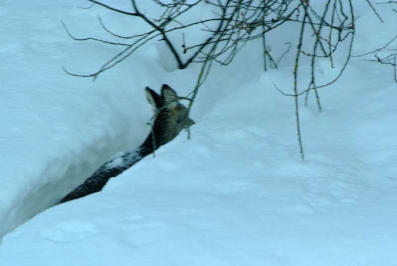 La neve in Abruzzo fa  strage di cervi e caprioli