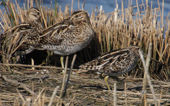 Beccaccini (Gallinago gallinago) [e Frullino (Lymnocryptes minimus)]