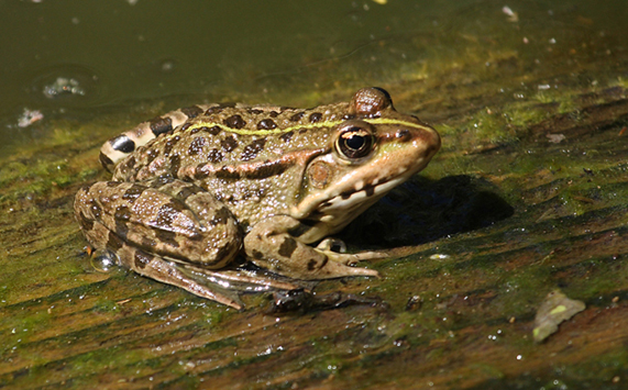 rana - Pelophylax sp. (prov. Parma)