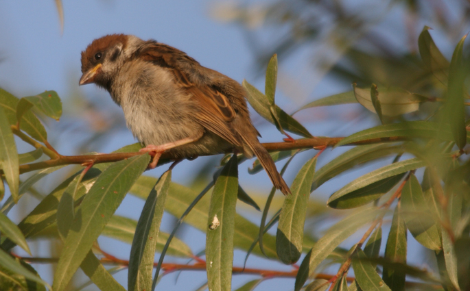 passera mattugia