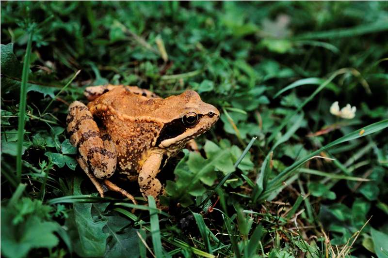 Dalmatina o Lataste? Probabile temporaria