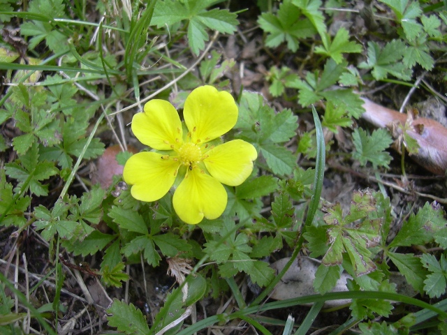 Potentilla reptans