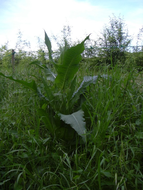 pianta con....riserva idrica  - Dipsacus fullonum