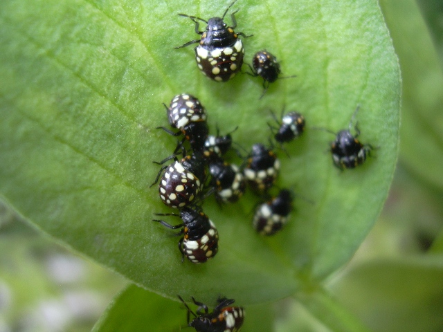 Giovani di Dolycoris baccarum