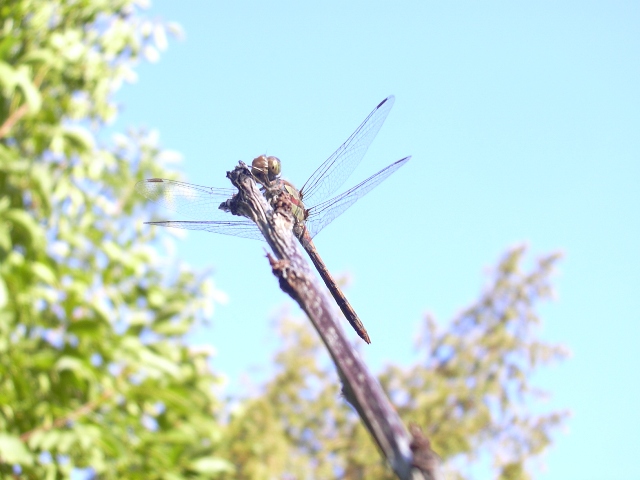 Sympetrum striolatum