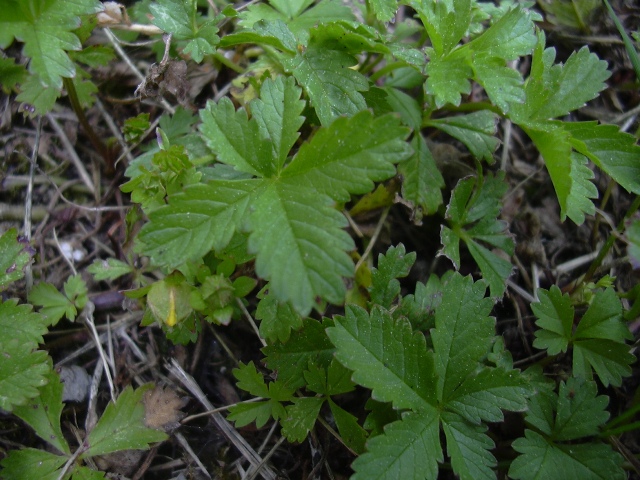 Potentilla reptans