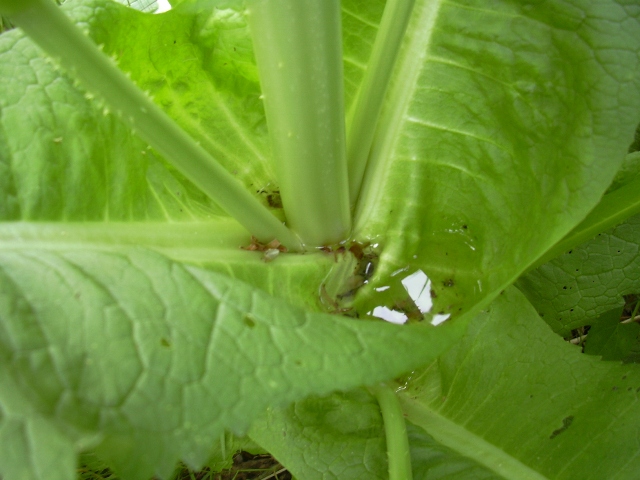 pianta con....riserva idrica  - Dipsacus fullonum