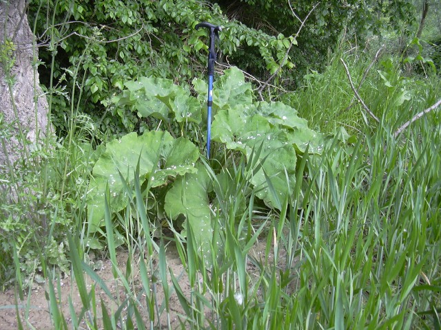 pianta a grandi foglie - Arctium lappa