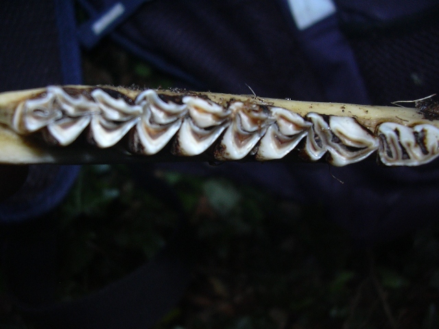 Colonna vertebrale e mandibola di Capriolo.