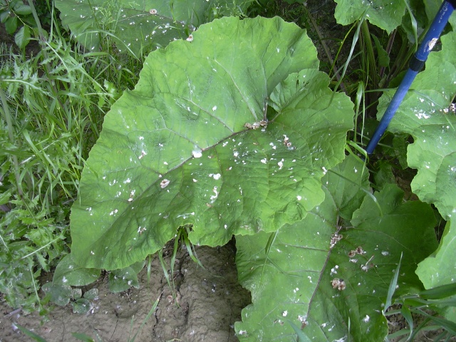 pianta a grandi foglie - Arctium lappa