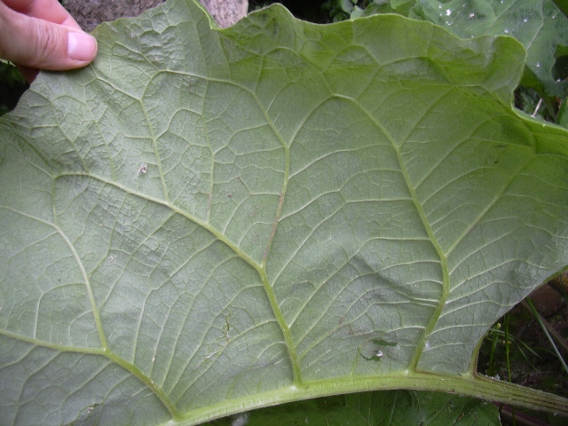 pianta a grandi foglie - Arctium lappa