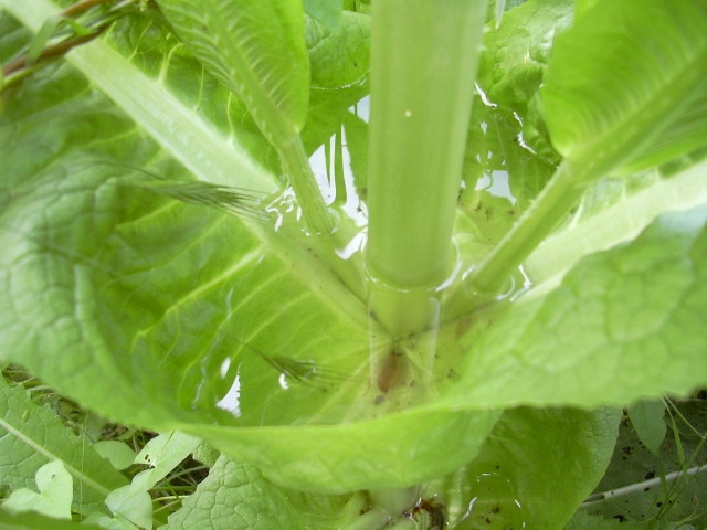 pianta con....riserva idrica  - Dipsacus fullonum