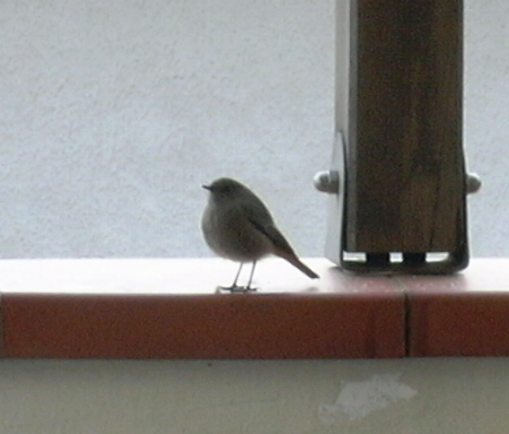 sul balcone di casa