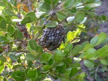 trasloco possibile? (nido di Polistes)