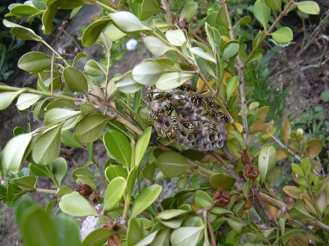 trasloco possibile? (nido di Polistes)