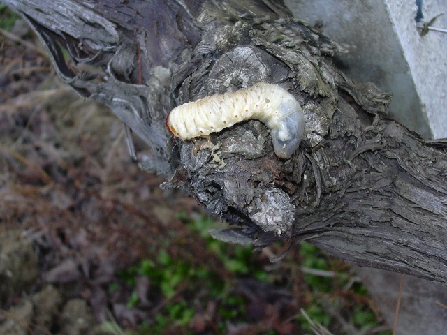 Probabile larva di Pentodon