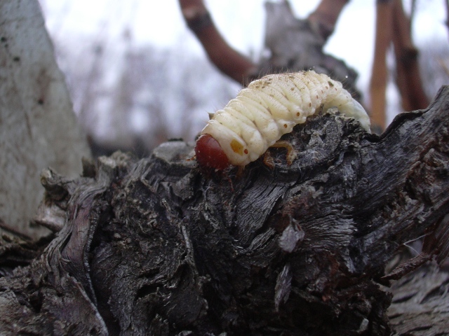 Probabile larva di Pentodon