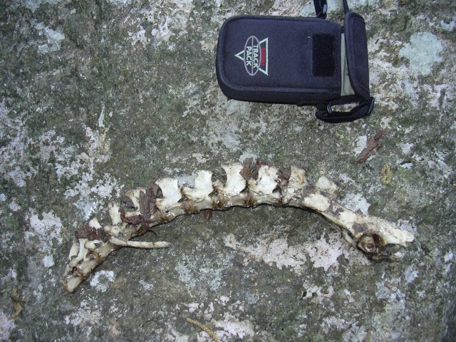 Colonna vertebrale e mandibola di Capriolo.