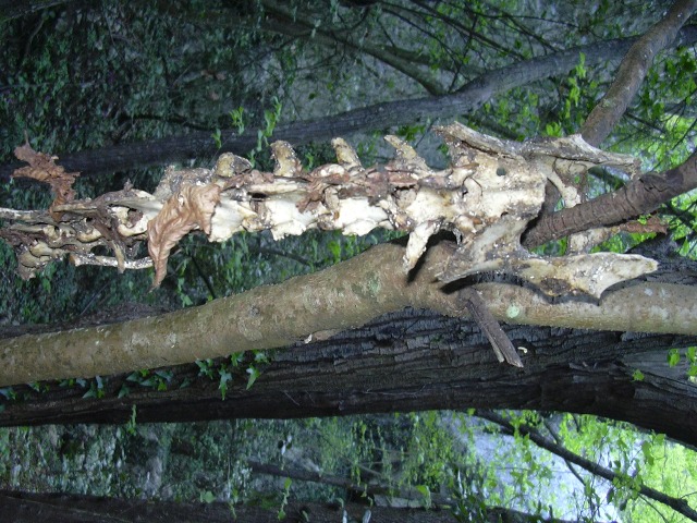 Colonna vertebrale e mandibola di Capriolo.