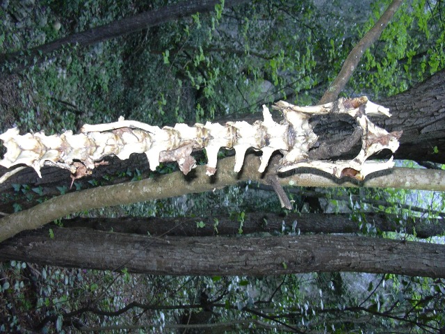 Colonna vertebrale e mandibola di Capriolo.