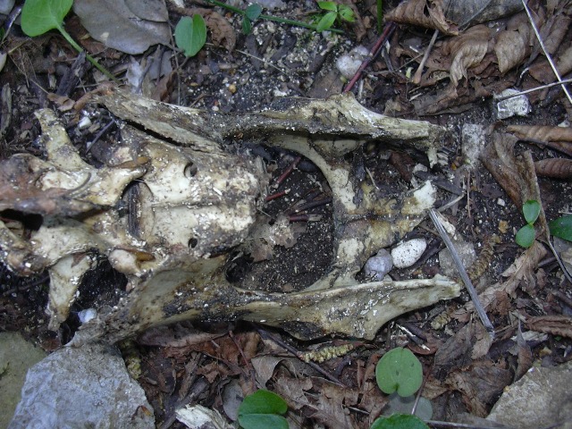 Colonna vertebrale e mandibola di Capriolo.