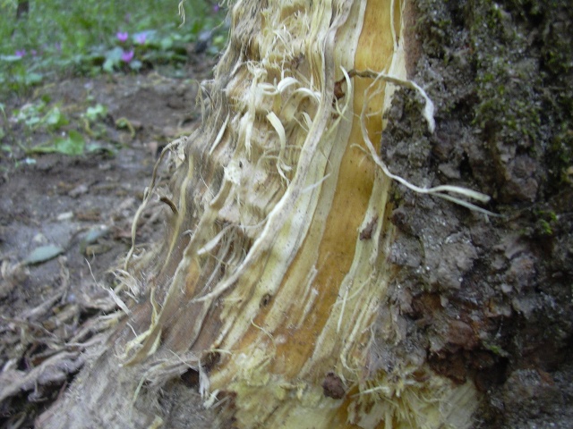 alberi scortecciati alla base