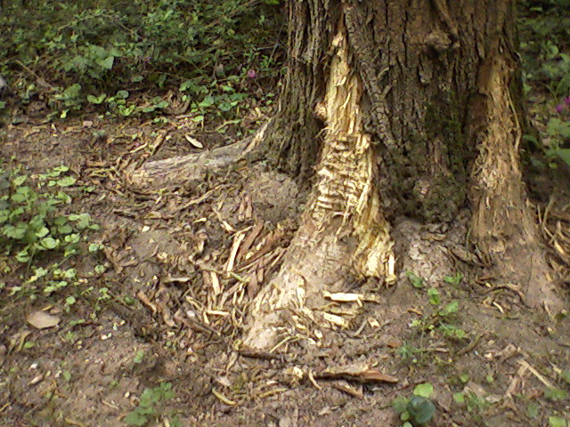 alberi scortecciati alla base