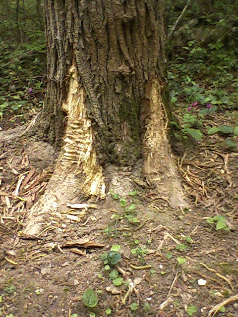 alberi scortecciati alla base