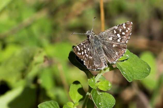 Identificazione farfalla : Pyrgus malvoides