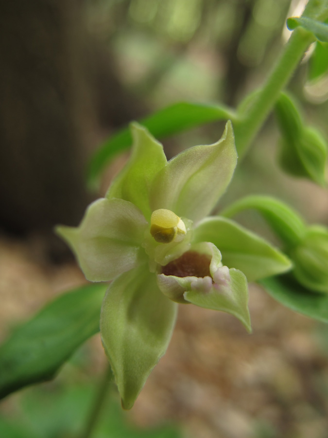 Epipactis leptochila