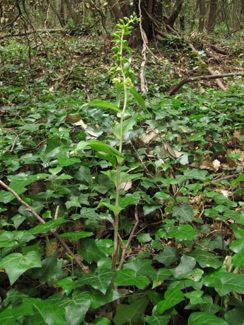 Epipactis leptochila