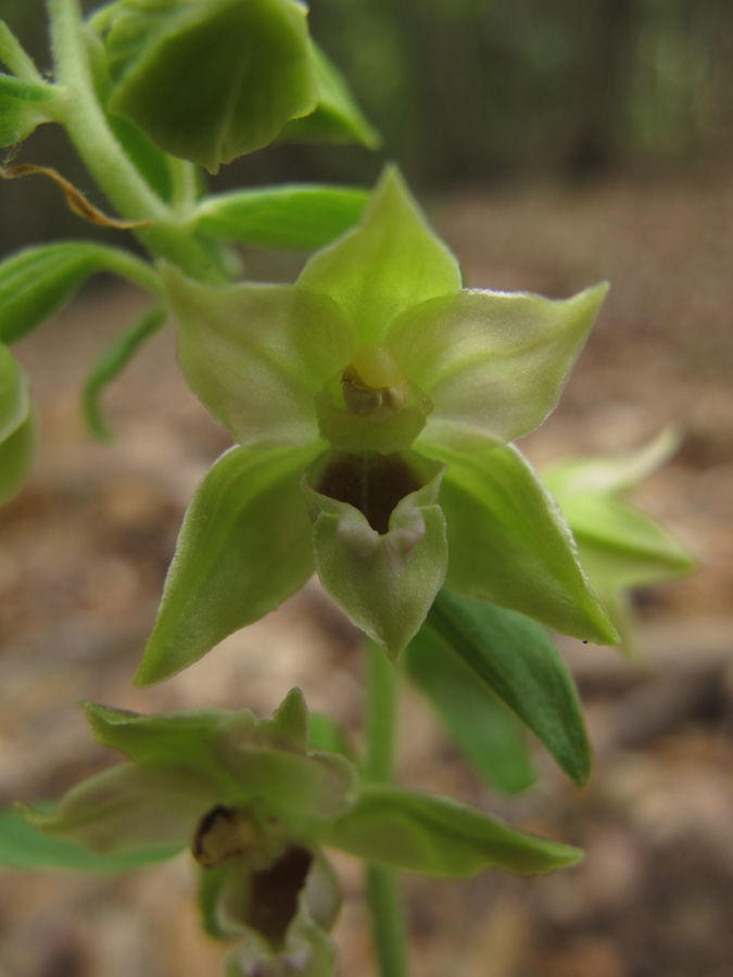 Epipactis leptochila