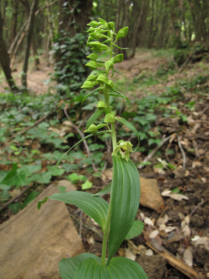 Epipactis leptochila