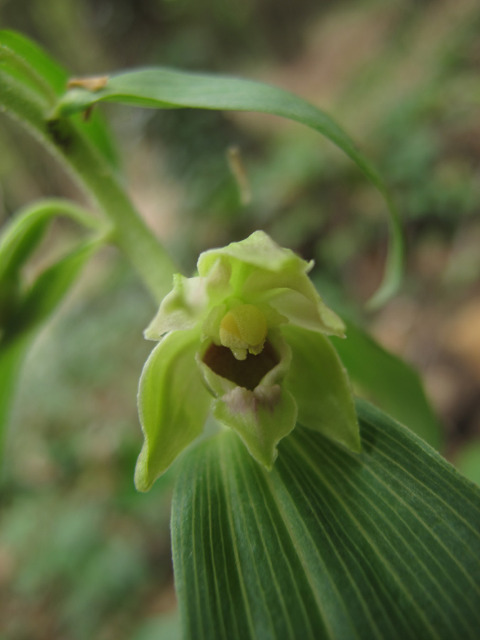 Epipactis leptochila