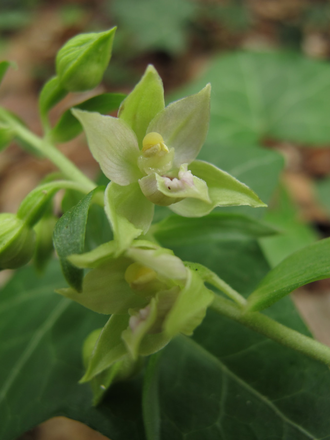 Epipactis leptochila